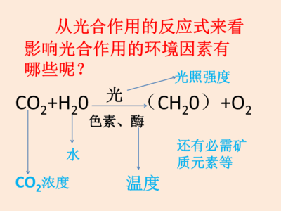影响光合作用的环境因素.ppt