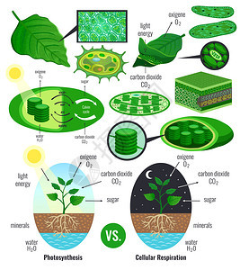 叶绿体将光能化为糖,用于绿色植物细胞食物光合作用信息图元素图式矢量图