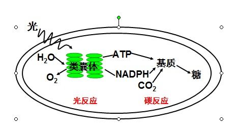 如何学习高中生物光合作用