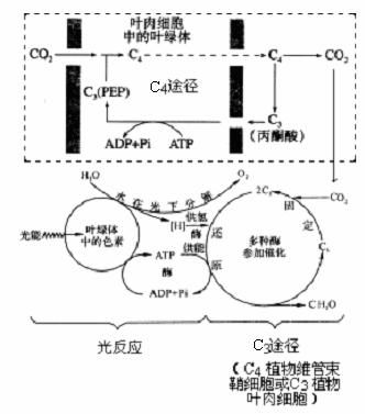 c4植物光合作用的特点过程图解 c4植物基本特点可归纳为 在c4植物中有c4途径也有c3途径 c4途径发生在叶肉细胞的叶绿体中.c3途径发生在维管束鞘细胞叶绿体中 c4途径起到