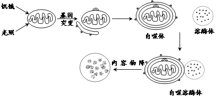 美国生物化学家卡尔文和他的同事在上个世纪50年代应用同位素示踪技术.即14CO2饲养小球藻.观察在小球藻光合作用中碳的转化和去向.从而首次揭示了自然界最基本的生命过程.(1)光照下卡尔文给小球藻悬浮液通入14CO2.一定时间后杀死小球藻.同时提取产物并分析.实验发现.仅仅30秒的时间.放射性代谢产物多达几十种.缩短时间到7s.题目和参考答案