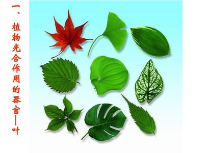 植物光合作用的场所
