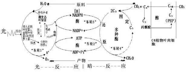 高考必考点丨有了“光合作用四个车轮”示意图，学起来如此轻松!