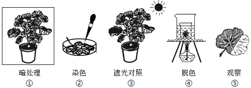 练习题及答案-江苏初中生物七年级