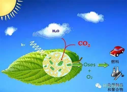 从自然开始:天然等级孔材料与合成材料