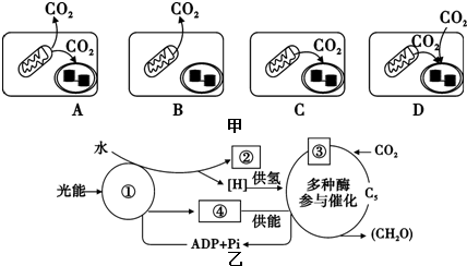 卡尔文循环是所有植物光合作用的基本途径,大致可分为3个阶.