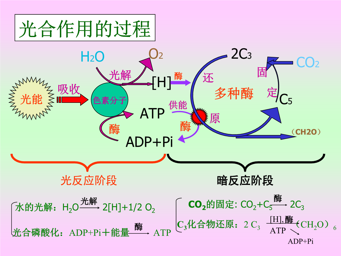 光合作用的过程机理.ppt