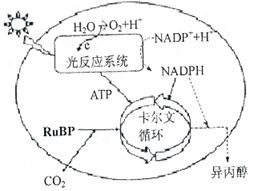 如图甲表示某绿色植物的细胞代谢状况,图乙表示在一定条件下测得的该植物光照强度与光合速率的关系,图丙是某兴趣小组将该植物栽培在密闭玻璃温室中.用红外线测量仪测得室内的