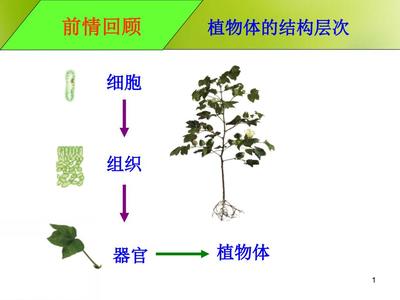 植物的蒸腾作用光合作用呼吸