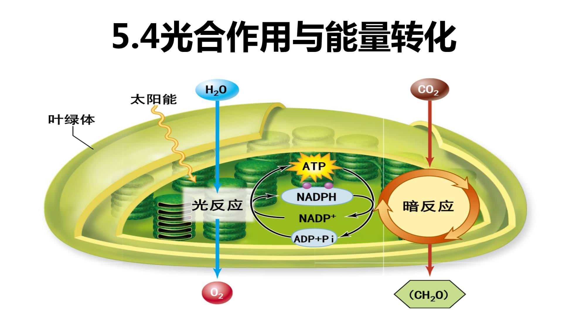 5.4光合作用与能量转化课件高一上学期生物人教版必修1