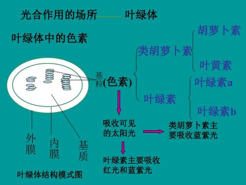 高一生物光与光合作用课件4下载 生物 21世纪教育网