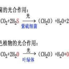 光合作用反应式