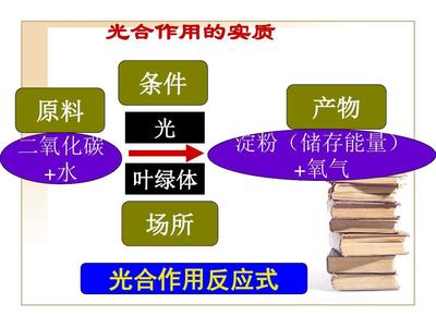 光合作用意义应用与叶片PPT