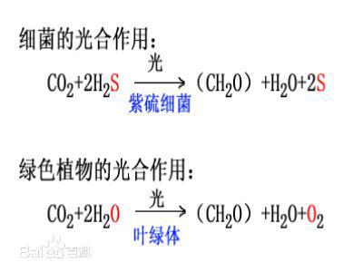 光合作用的反应式 初一生物