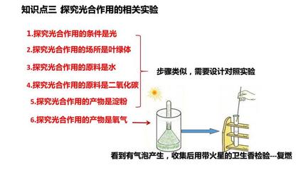 植物的光合作用复习