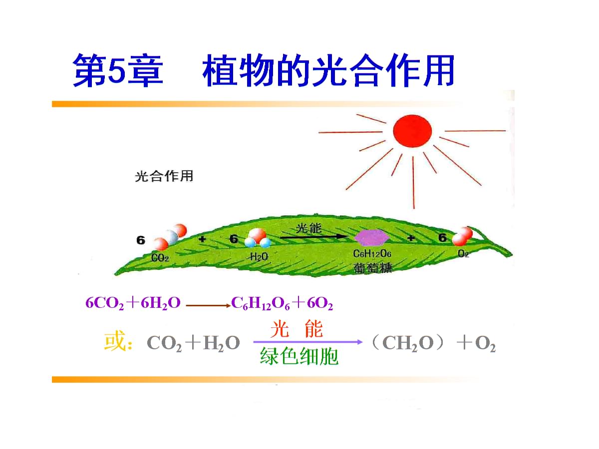 第5章植物的光合作用作用.ppt