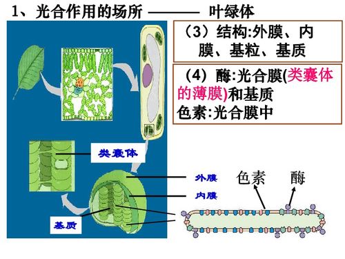 高一生物浙科版必修一 第三章 第五节 光合作用 随堂课件 共42张ppt