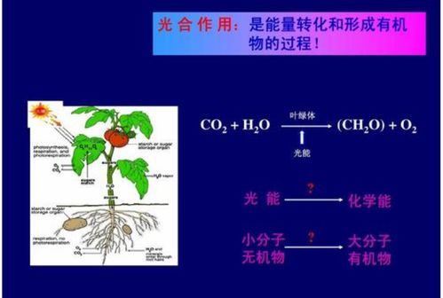 光合作用是一个光生物化学反应 光对 有机物 的影响极大