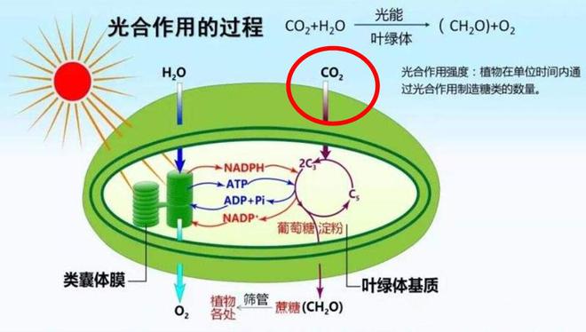“小苏打”蒸馒头非常牛,在蔬菜种植界,更是大有钱途可为