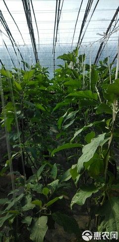 生根冲施肥