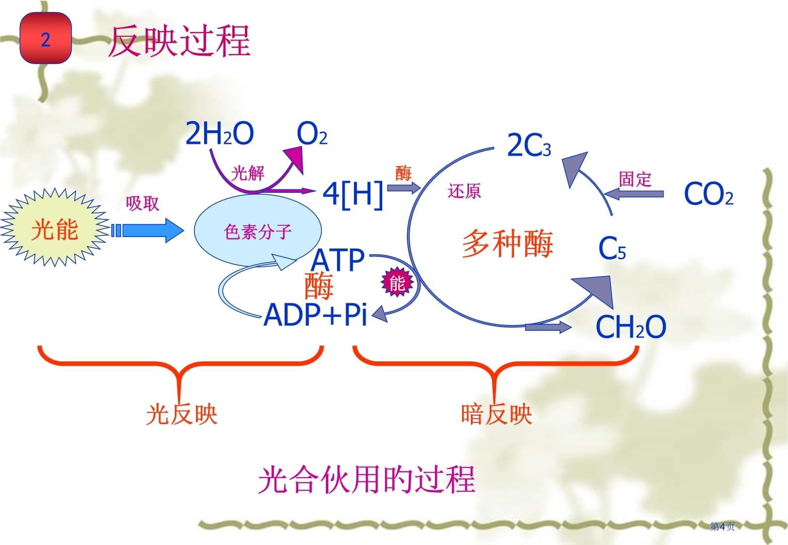 光合作用和呼吸作用复习