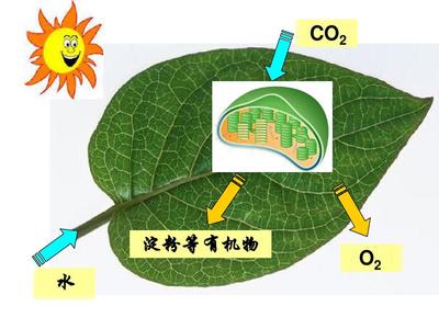 光合作用的探究历程2PPT