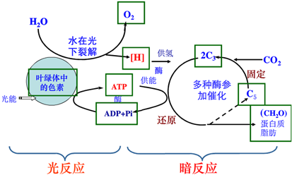 在光合作用和呼吸作用过程中.氧元素的去向正确的是( )A.H2O--C6H12O6--CO2B.H2O--C6H12O6--H2OC.H2O--O2--CO2D.H2O--O2--H2O 题目和参考答案