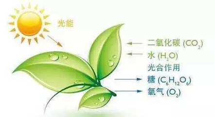光合作用--大自然中最普通常见的化学反应!