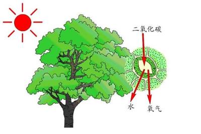 科学家修复光合作用“自然缺陷”,提升了作物40%产量