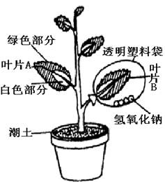 为探究绿色植物进行光合作用的条件,某同学选择一种盆栽的 银心 黄杨作为实验材料,该植物叶片的绿色部