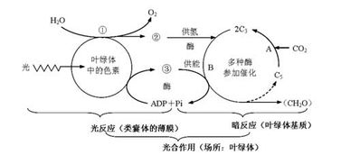 光合作用生成一个o2 产生几个 消耗几个c3生成几个 c6h1206