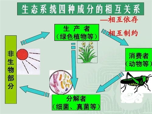 地球最早诞生的生命 光合作用都不存在 它们吃什么呢
