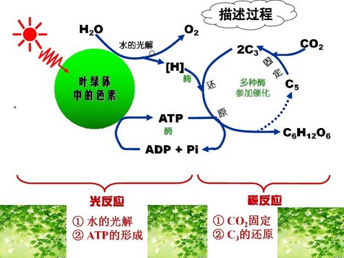 光合作用下载 生物 21世纪教育网