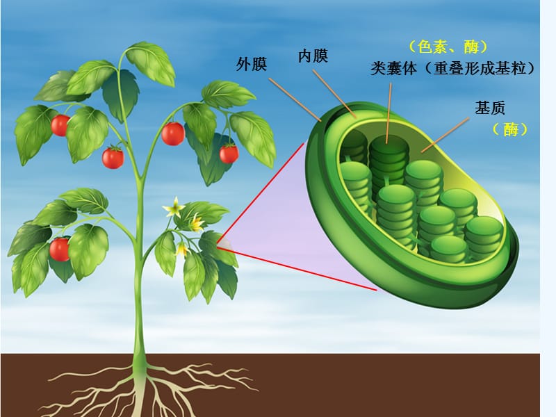 影响光合作用的因素.pptx