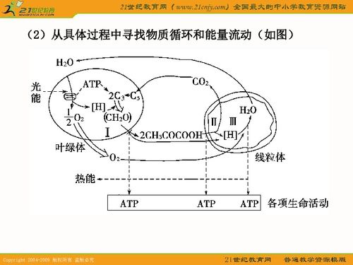 高三2011年一轮复习系列课件之光合作用和细胞呼吸的知识梳理与题型探究下载 生物 21世纪教育网