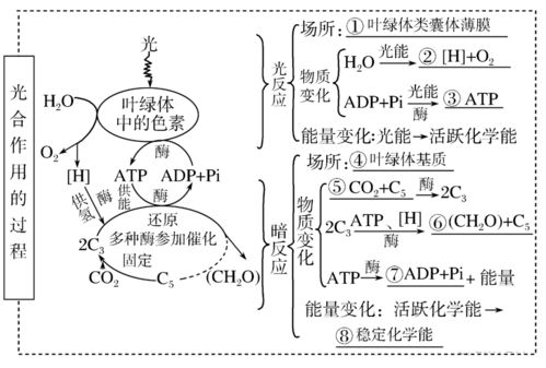 高考生物一轮复习 分子与细胞思维导图专题汇总汇总