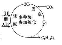 非同源染色体上的dna分子之间最可能相同的是