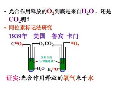 高中生物必修1《分子与细胞》(新人教版):5.4《能量之源--光与光合作用·》课件(新人教必修1)
