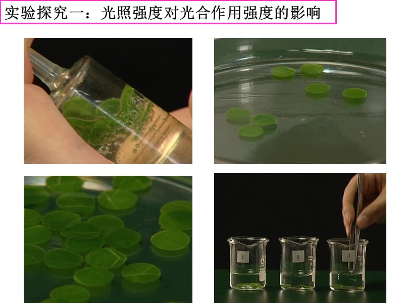 探究:环境中影响光合作用强度的因素