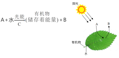 枝条处理实验与光合作用的关系
