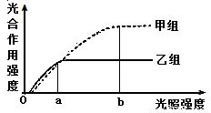 探究生长条件对光合作用的影响 实验设计与解析