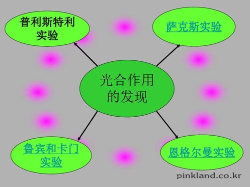 甘肃省生物多媒体教学优质课件 光合作用（二）