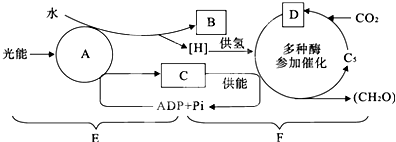 高等植物光合作用与呼吸作用过程中物质变化关系解析