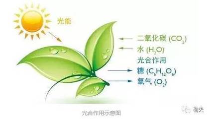 果树的光合作用 自然奇迹的奇妙运作