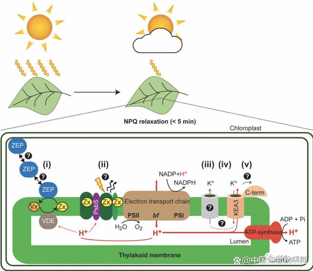 提高光合作用效率 大豆无肥增产20%的关键路径