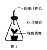 光合作用练习题及答案解析