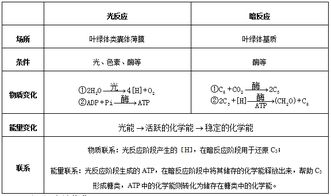 光合作用的原理、过程与应用