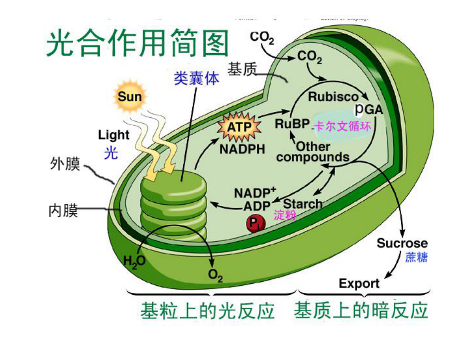 光合作用中的光反应与电子传递过程