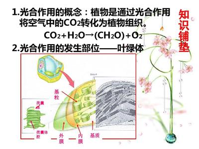 植物光合作用暗反应中C3、C4和CAM途径在古代食谱分析中的应用