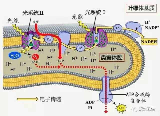 光合作用 光反应与暗反应的协同机制